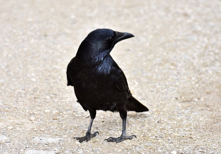 Crow.jpg